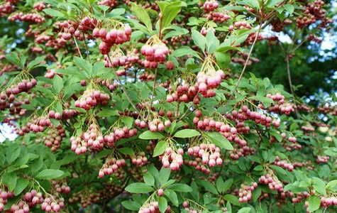 Enkiant dzwonkowaty (C2)