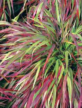 Hakonechloa smukła Beni Kaze (C2)