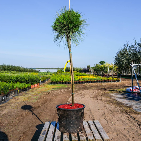 Sosna gęstokwiatowa 'Low Glow' Pa 70-80