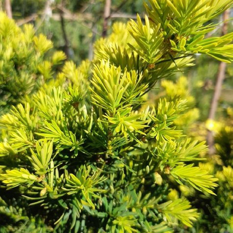 Cis japoński Aurescens (C2)