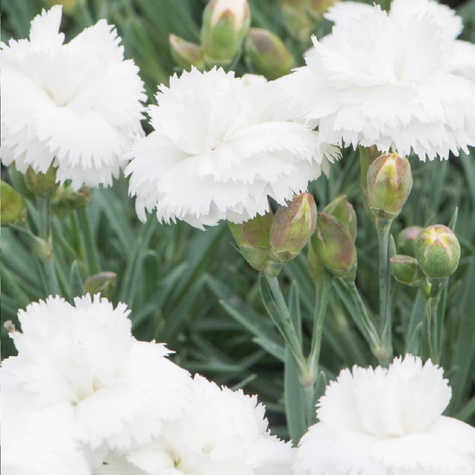 Goździk ogrodowy Silver Stars Arctic Star (C2)