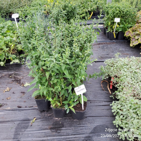 Aster nowobelgijski Dauerblau (C2)