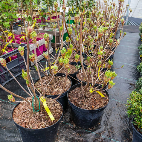 Azalia żółta (C2)