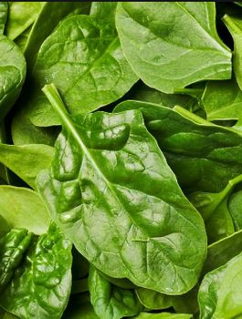 ZESTAW ALLEGRO Szpinak olbrzymi zimowy 10g