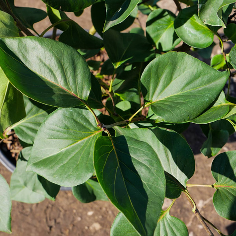 Lilak pospolity Sensation Dwubarwny (C2)