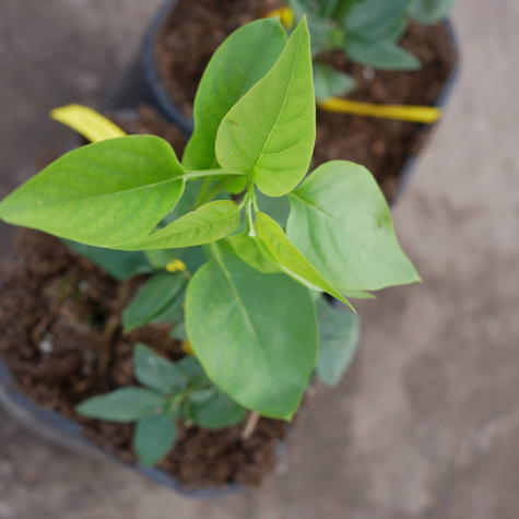 Lilak pospolity Miss Ellen Willmott pachnący (C2)