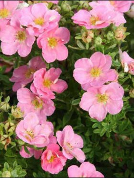 Pięciornik krzewiasty Pink Queen (C2)
