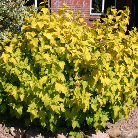 Pęcherznica kalinolistna Luteus (C2)