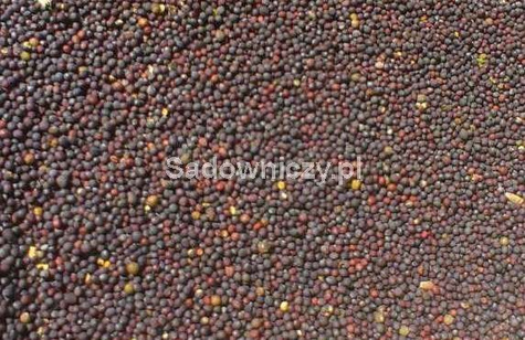 Rzepik Perko dla ślimaków 1kg