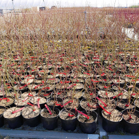 Borówka amerykańska Bluejay średnio wczesna (C2)