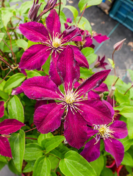 Powojnik Clematis wielkokwiatowy Niobe ciemno-czerwony