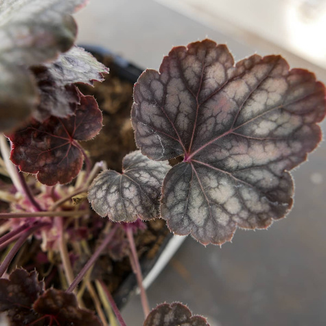 Żurawka ogrodowa Regina (C2)