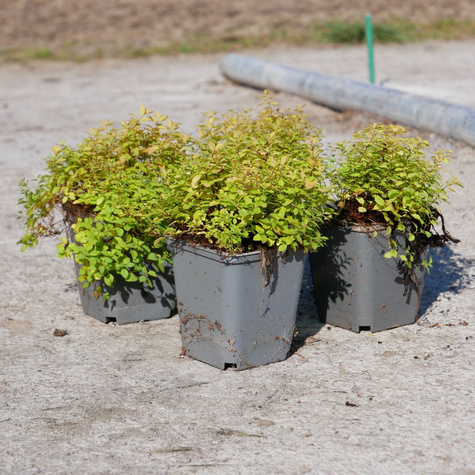 Tawuła japońska Golden Elf (P9)