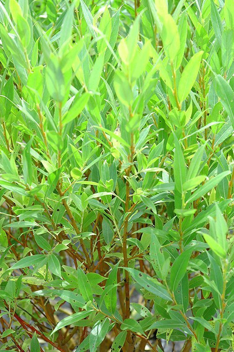 Wierzba Flame czerwone pędy (C2)