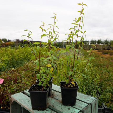 Jaśminowiec Dame Blanche (P9)