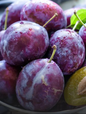 Mini Śliwa Zwykła w doniczce