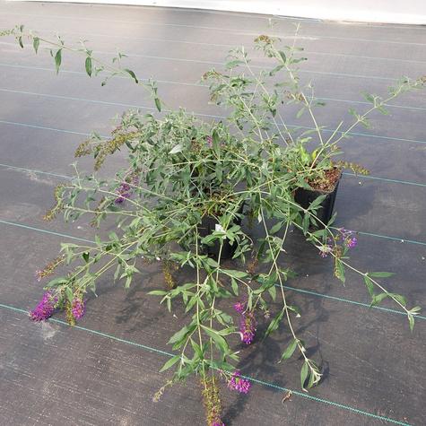 Budleja Dawida Border Beauty (C2)
