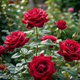 Róża wielkokwiatowa Burgund BORDOWA (C2)