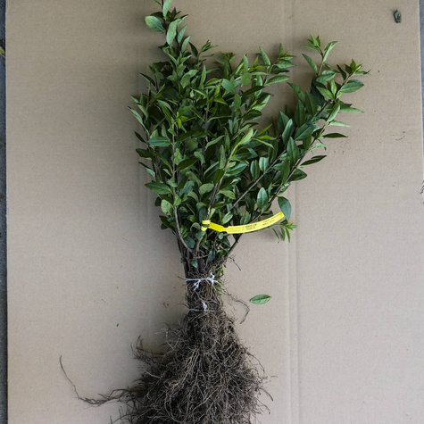 Ligustr Zimozielony Atrovirens Wielopędowy PREMIUM SADZONKI Plant Pack