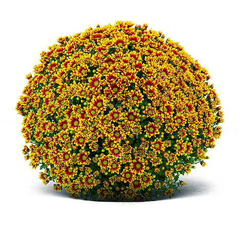 Chryzantema Ciotat DUŻA ROŚLINA do postawienia