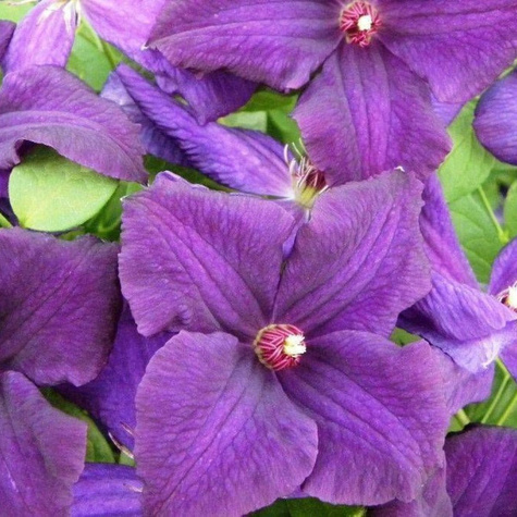 Powojnik Clematis wielkokwiatowy Polish Spirit (C2)