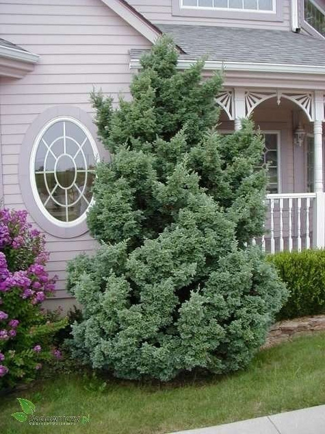 Cyprysik groszkowy Boulevard - puszysty(C2)