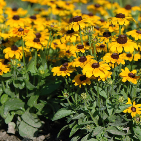Rudbekia owłosiona Rudy Double Orange (C2)