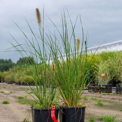 Rozplenica japońska Piórkówka Gelbstiel (C2)