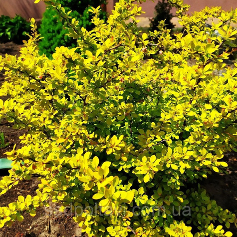 Berberys thunberga Goldalita (C2)