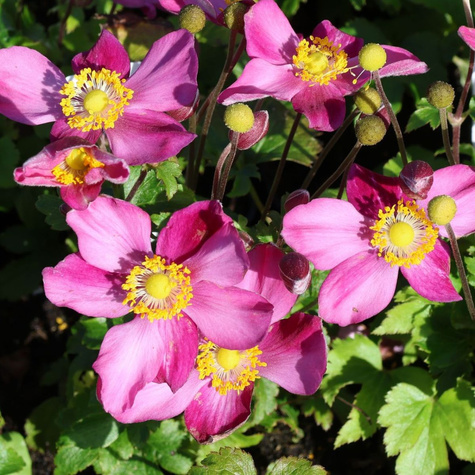 Zawilec japoński Fantasy Red (C2)