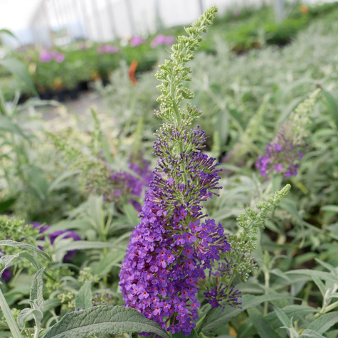 Budleja Dawida Summer Bird Blue (C2)