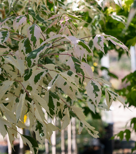 Klon jesionolistny Flamingo szczepiony na pniu (Pa 120/160, H-200/250) obw. 6-10cm