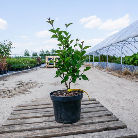 Lilak pospolity Josse powtarzający kwitnienie (C2)