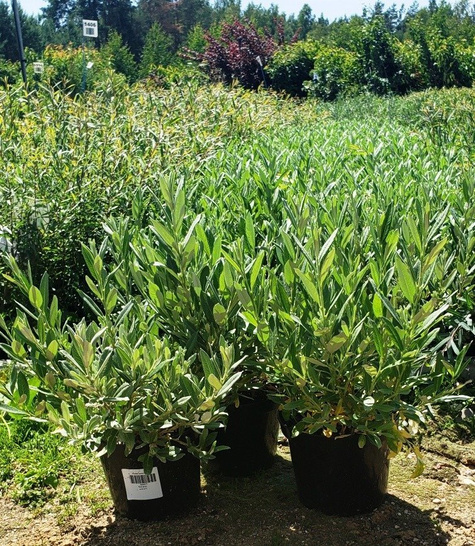 Wierzba szwajcarska wierzba bojda