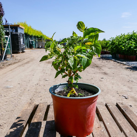 Dereń świdwa Winter Beauty