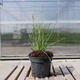 Sesleria autumnalis Sesleria jesienna (P9)