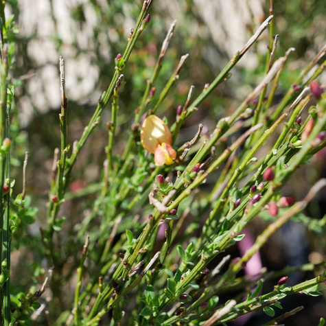 Szczodrzeniec Żarnowiec Miotlasty Lena (C2)