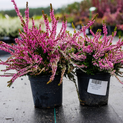 Wrzos pospolity Andrea