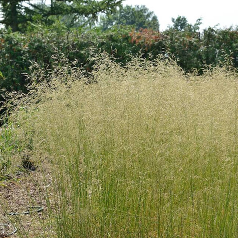 Śmiałek darniowy Tauträger