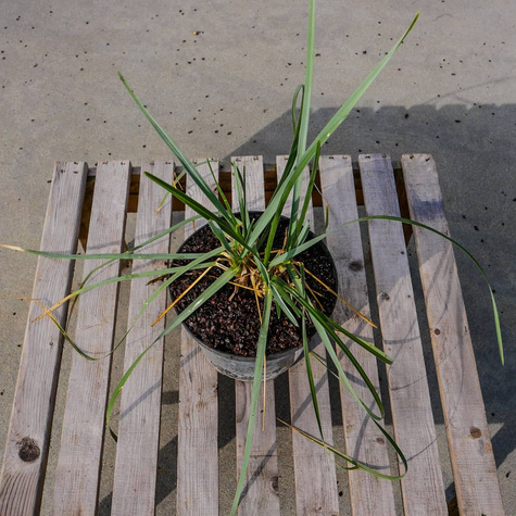 Sesleria Heufflera o czarnych kłosach (C2)