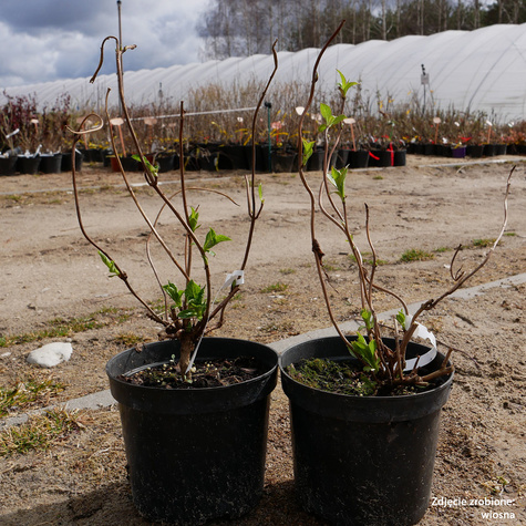Hortensja piłkowana Blue Deckle (C2)