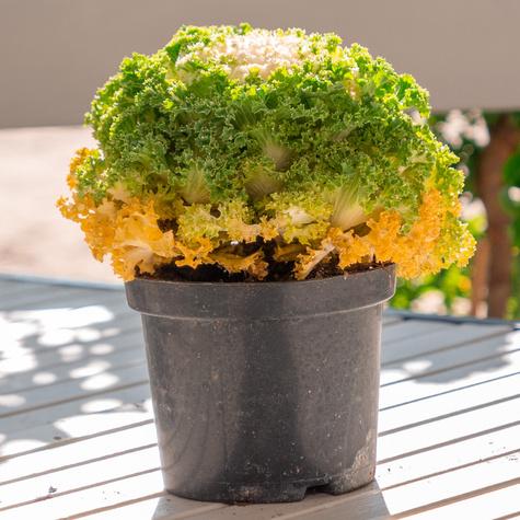 Kapusta Ozdobna biała Karbowana SADZONKA Królowa Jesieni