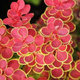 Berberys thunberga Orange Fire (C2)
