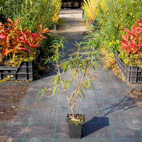 Rokitnik pospolity Hikul męski (P9)