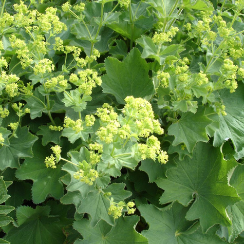 Przywrotnik ostroklapowy Thriller (C2)