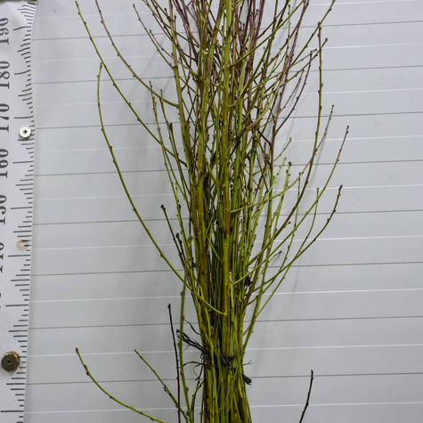 Brzoskwinia Soczysta Plant Pack