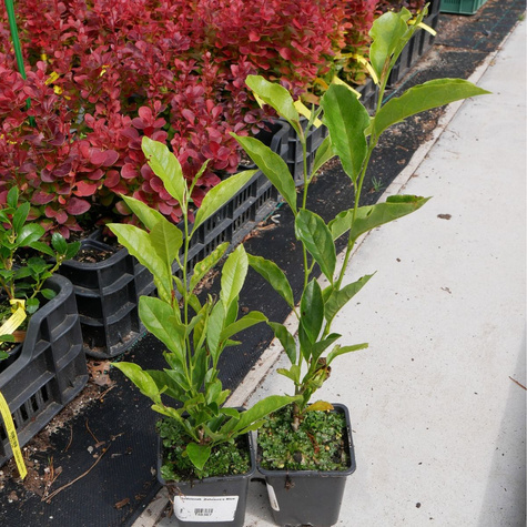 Magnolia gwieździsta Stellata (P9)