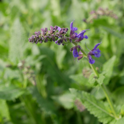 Szałwia omszona Viola Klose (C2)