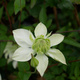 Powojnik Clematis botaniczny Albina Plena