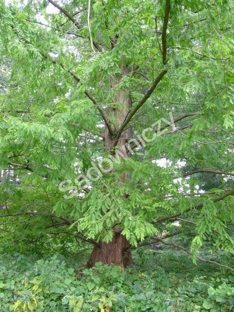 Metasekwoja chińska (C2)